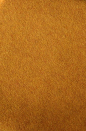 Butternut Squash